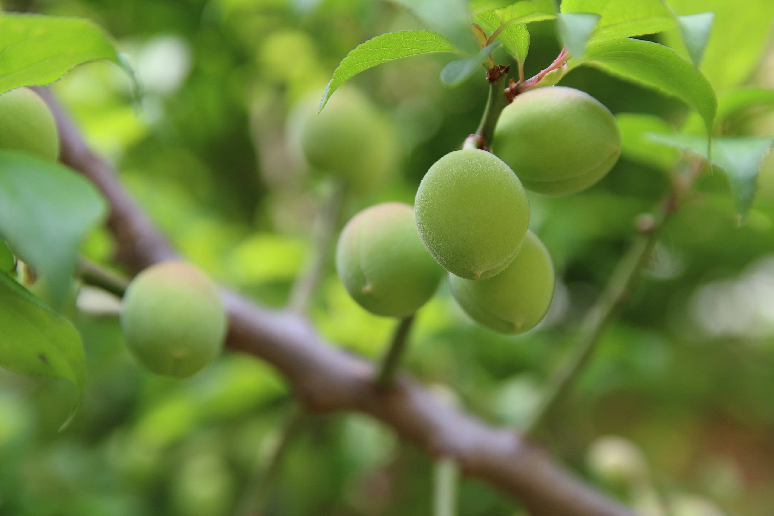 light-green fruits with green leaves on green petioles and brown branches