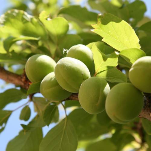 light-green fruits and leaves on brown branches