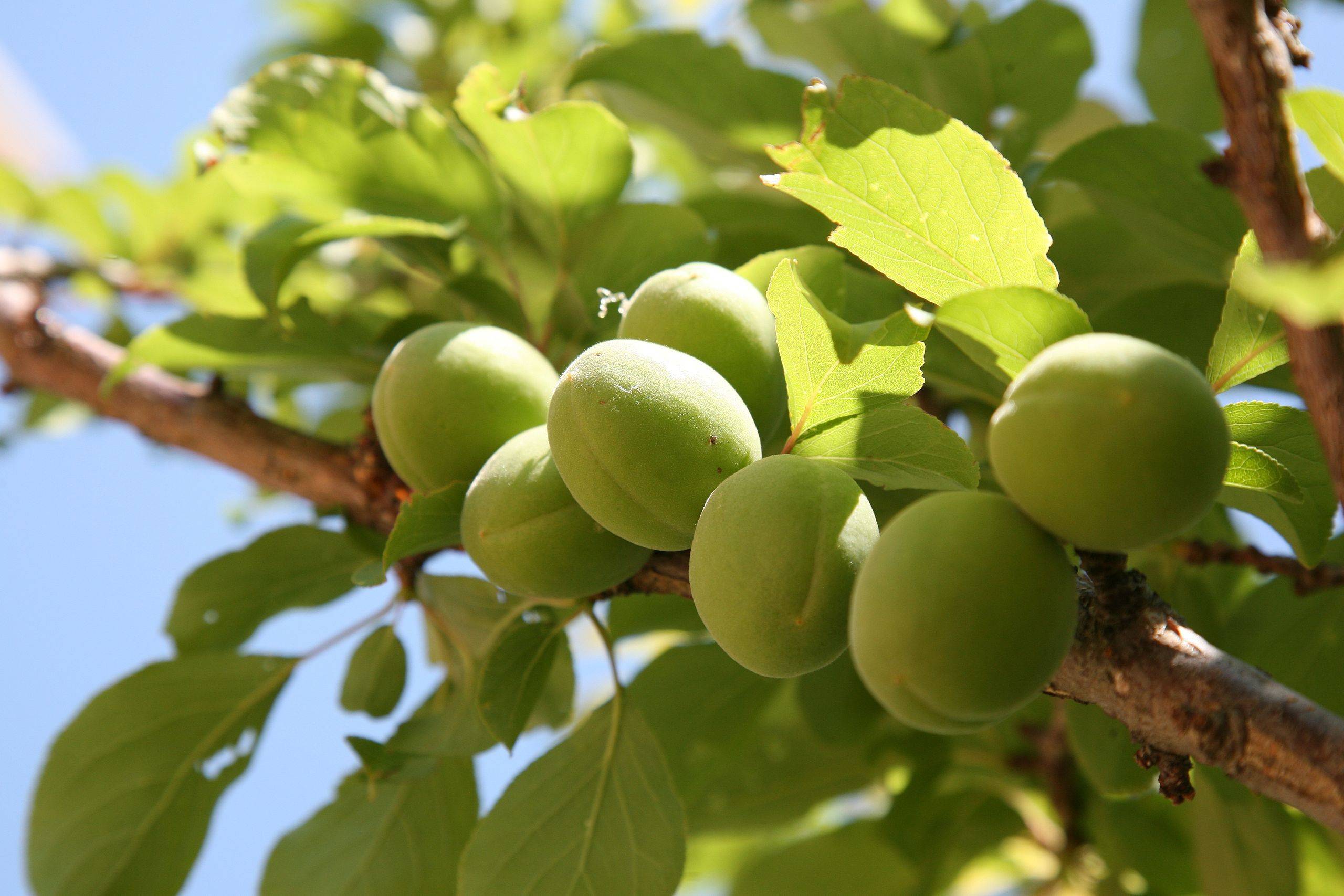 light-green fruits and leaves on brown branches