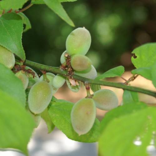 pink-green fruits and lime leaves on green stems