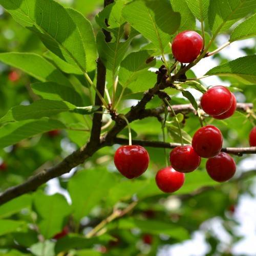 bright-red fruits and green leaves on lime stems and brown branches