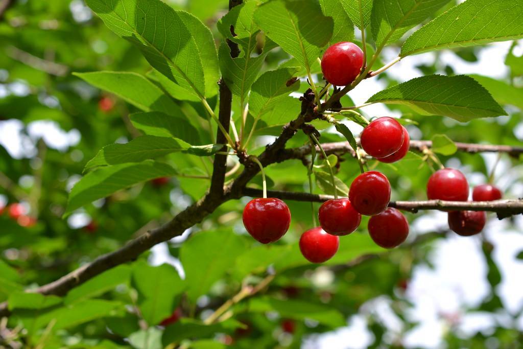 bright-red fruits and green leaves on lime stems and brown branches