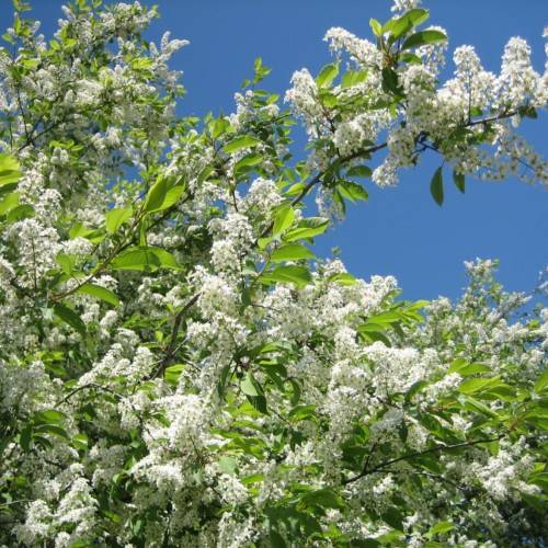 white flowers with lime leaves on brown-green branches