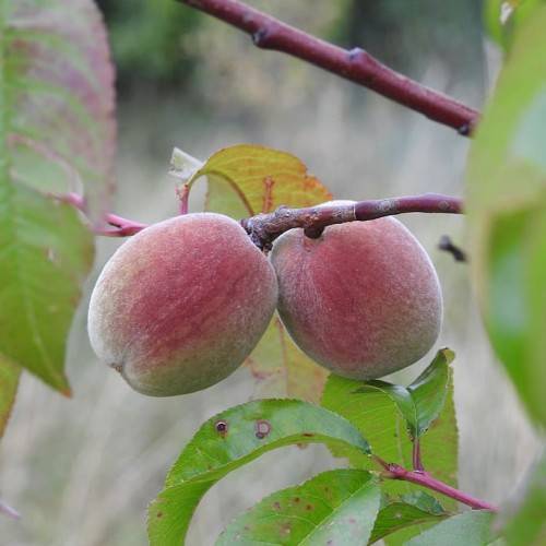 pink-green fruits with pink-lime leaves on burgundy-pink stems