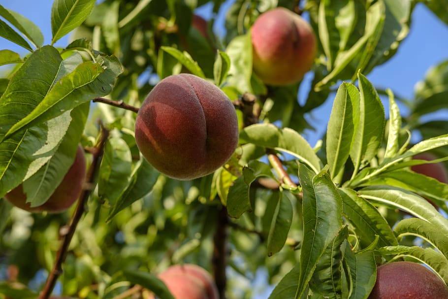 lime-red fruits with green leaves and brown branches