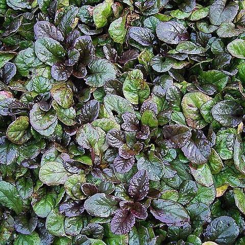 green-burgundy leaves