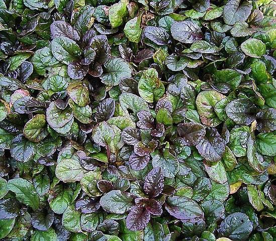 green-burgundy leaves