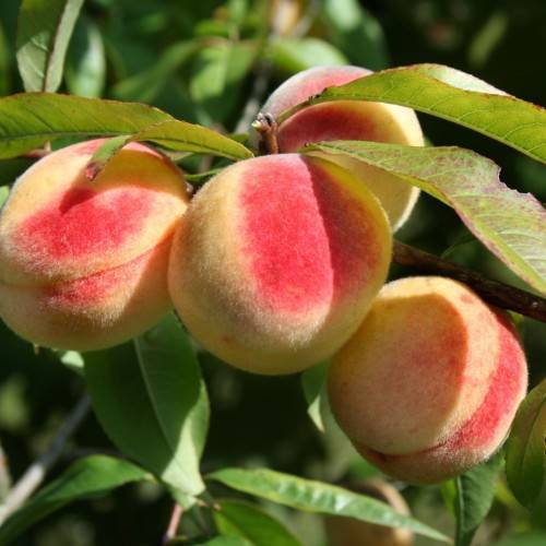 peach-red fruits with green leaves and beige stems