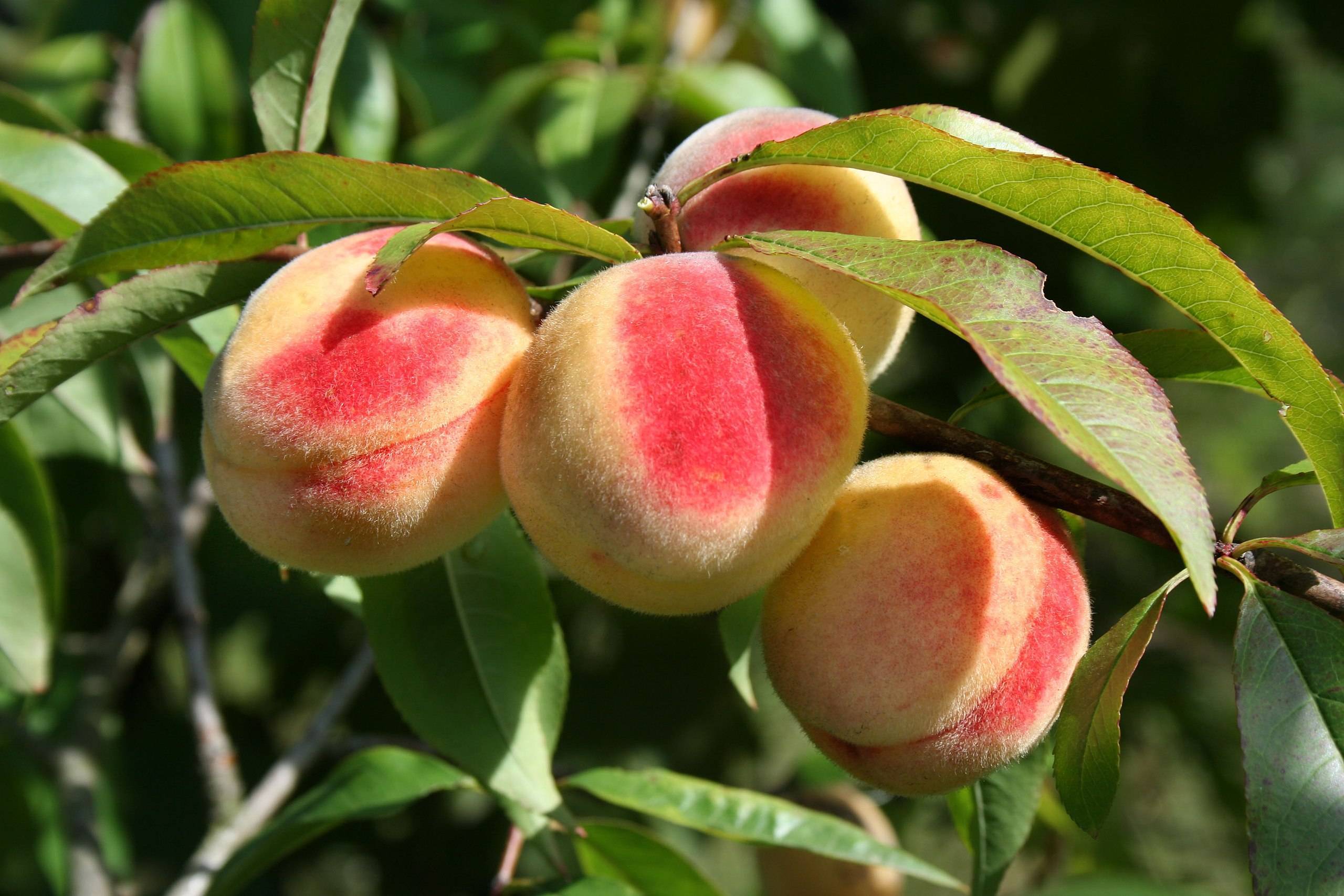 peach-red fruits with green leaves and beige stems