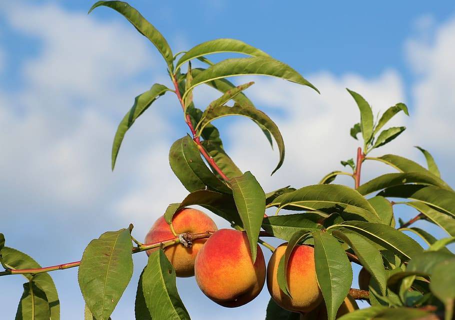 peach-orange fruits with green leaves and brown branches