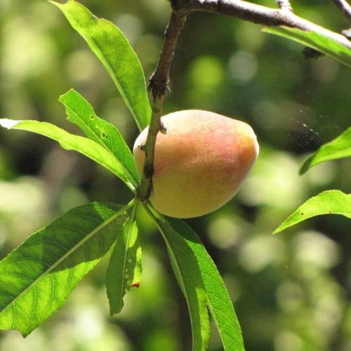 yellow-pink fruits with green leaves and green-brown branches