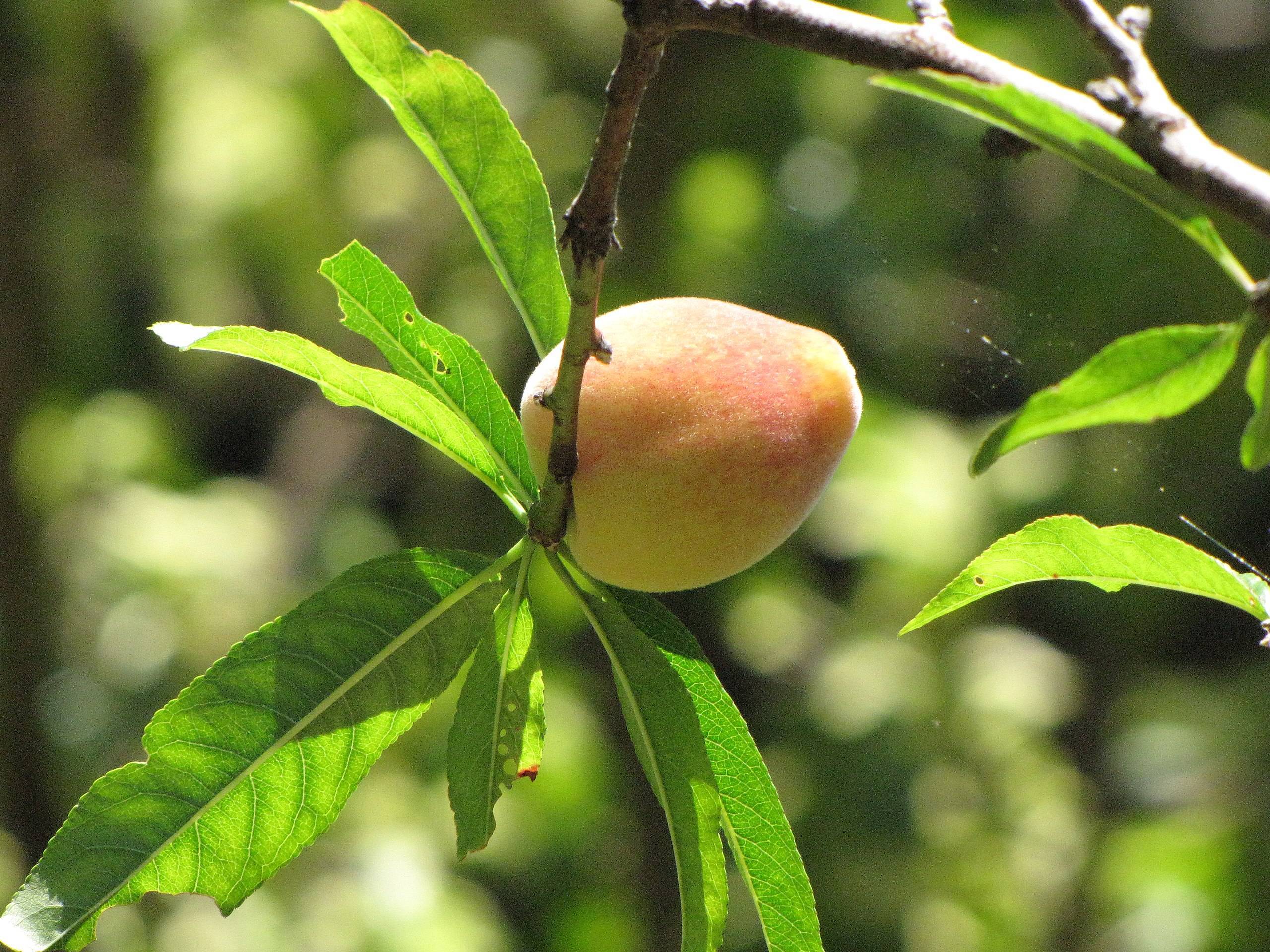 yellow-pink fruits with green leaves and green-brown branches