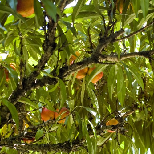 Orange fruit with brown-black stem and branches, green leaves with yellow midrib and veins.