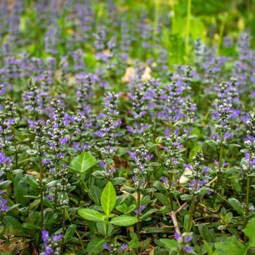 Ground cover plant with green leaves and blue-violet flowers and green stems.