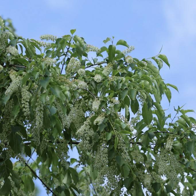 Prunus serotina Image
