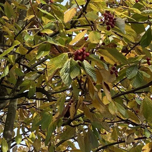 yellow-olive leaves with red-brown fruits on dark-brown branches