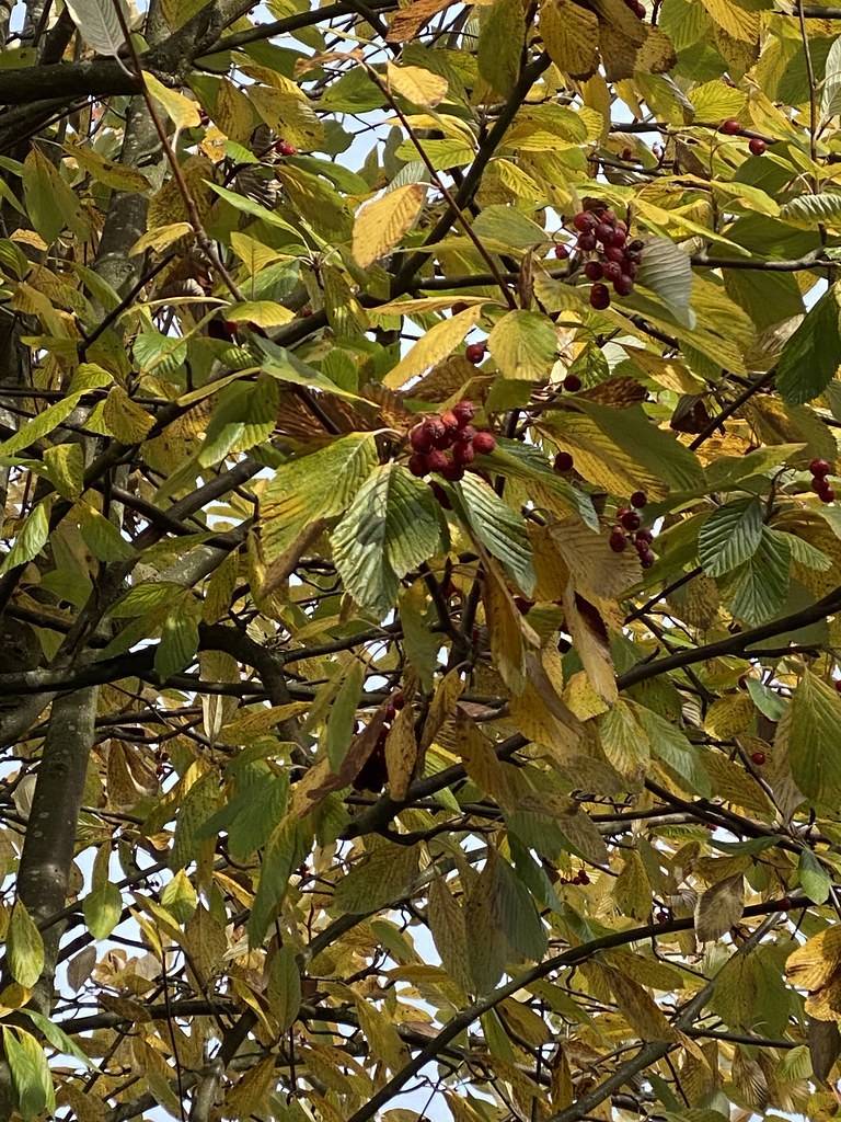 yellow-olive leaves with red-brown fruits on dark-brown branches