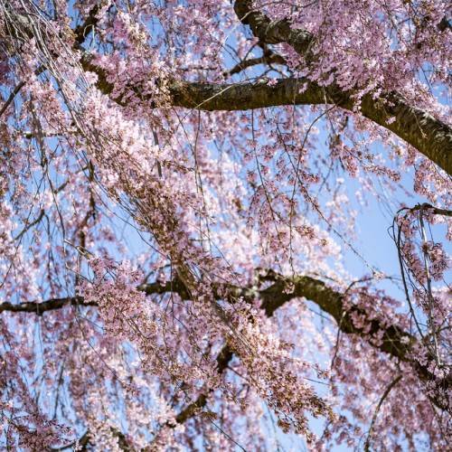 light-pink flowers on brown branches and trunk