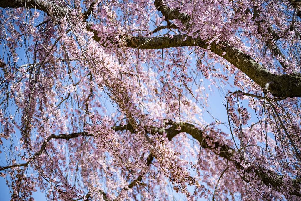 light-pink flowers on brown branches and trunk