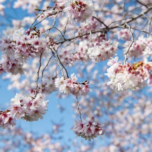white flowers with red center on gray branches