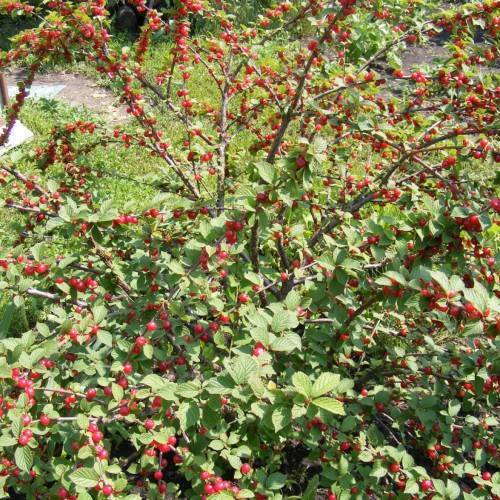 red fruits with green leaves, green stems and brown branches