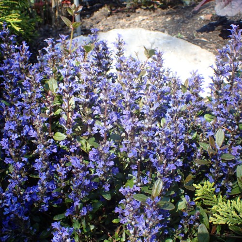 Indigo flowers with brown pedicel, green leaves, indigo-white buds.