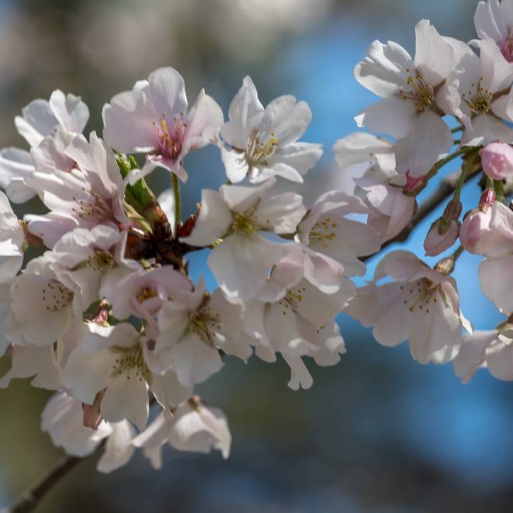Yoshino Cherry Image
