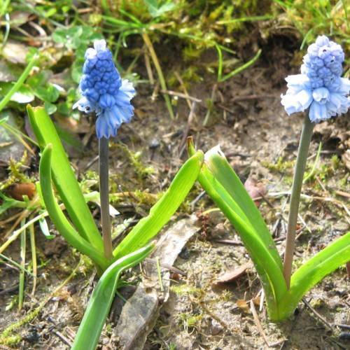 blue flowers with lime leaves and brown-pink stems