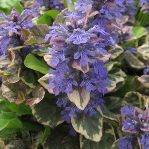 blue flowers with pink-green leaves