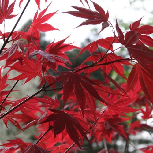deep-red leaves with brown stems