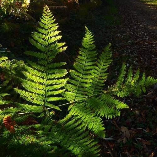 green foliage and stems