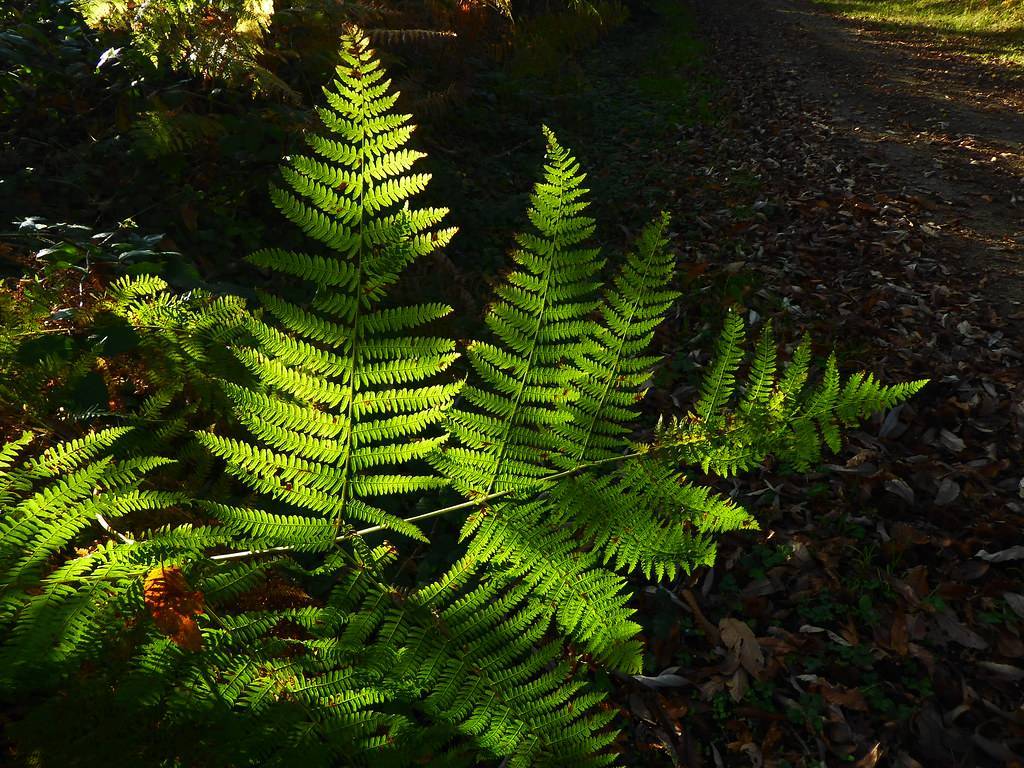 green foliage and stems