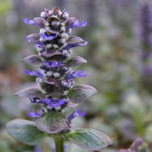 A plant with spikes of blue-violet flowers and large, glossy green leaves.