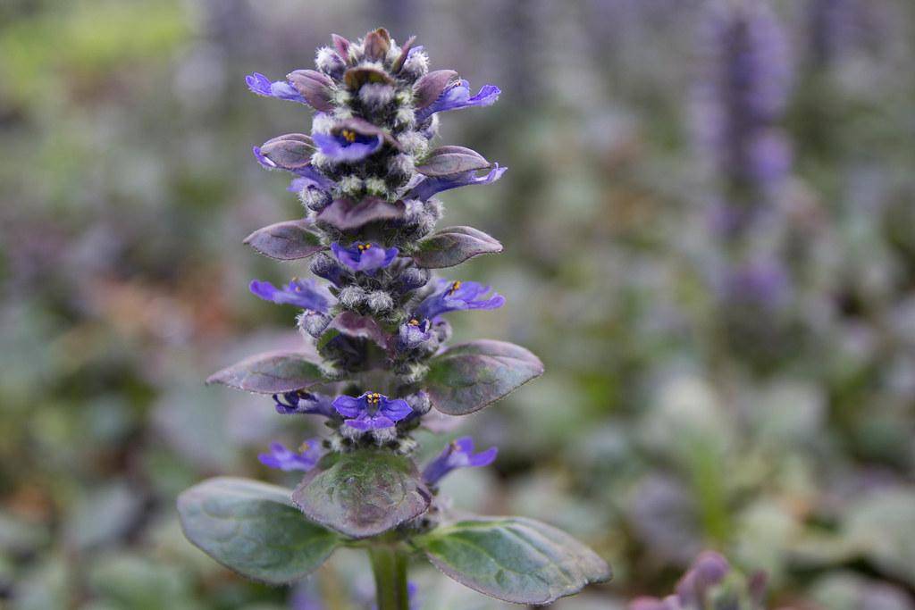 A plant with spikes of blue-violet flowers and large, glossy green leaves.