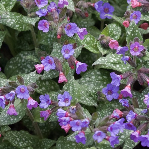 Pink-indigo flowers with burgundy buds and sepal, burgundy-green stems and white-green spotted leaves.