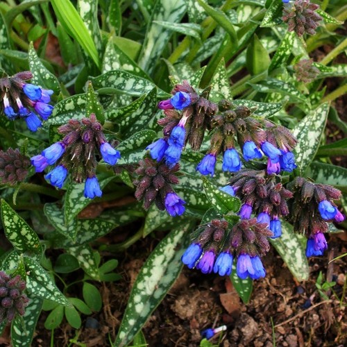 Blue-indigo flowers with maroon buds and sepal, with green-white spotted leaves