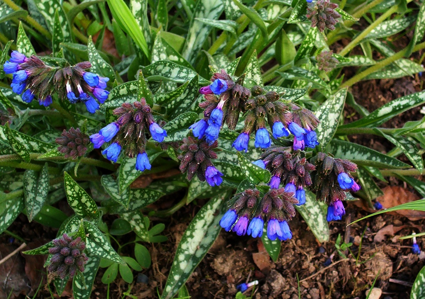 blue flowers with purple-burgundy sepals and buds, cream-green leaves and green stems