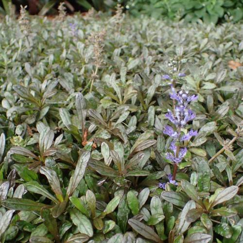 blue flowers with olive-green leaves and brown stems
