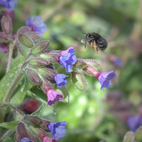 blue flowers with purple-green sepals and buds, cream-green leaves and brown stems
