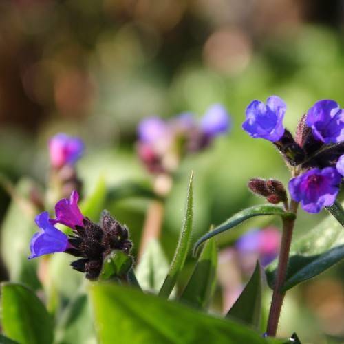 blue-purple flowers with dark-purple sepals and buds, lime leaves and brown stems