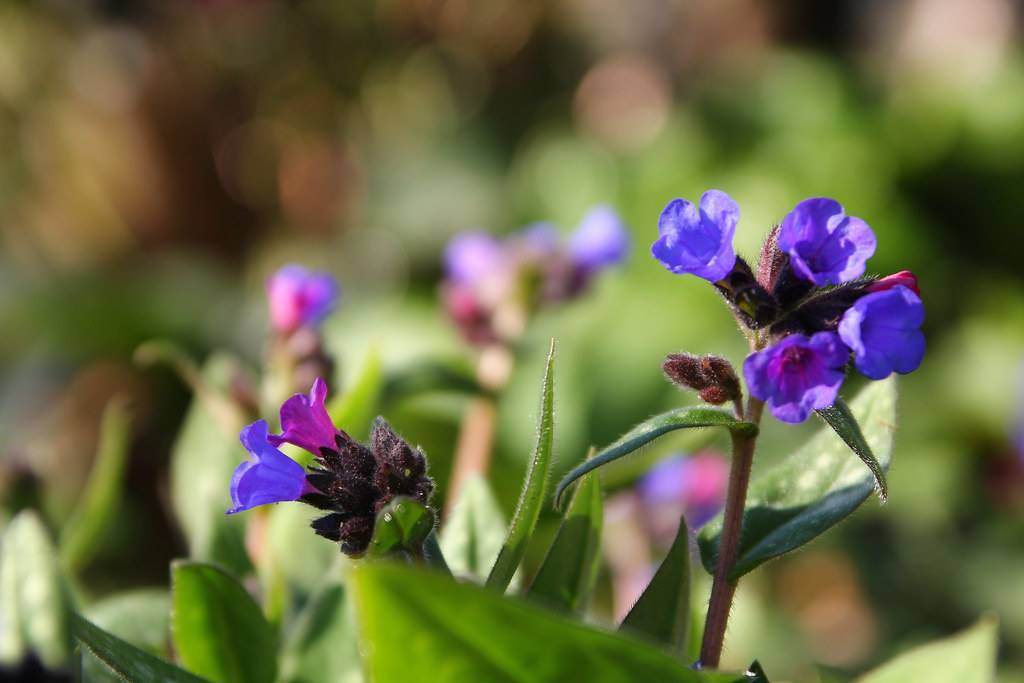 blue-purple flowers with dark-purple sepals and buds, lime leaves and brown stems