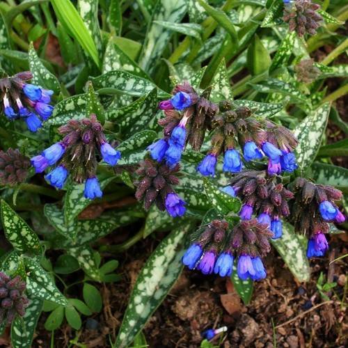 blue flowers with purple-burgundy sepals and buds, cream-green leaves and green stems