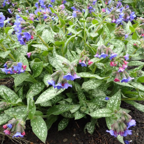 Pink-blue flowers with light-gray-green buds and sepal, lime-green stems and white-green spotted leaves.