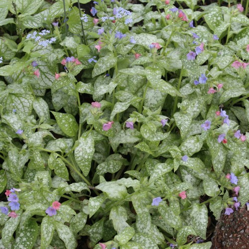 Pink-blue flowers with lime buds and sepal, lime-green stems and white-green spotted leaves.