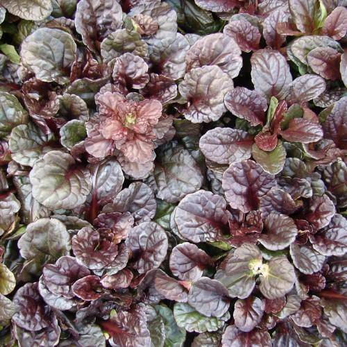 A plant with brown-green leaves.