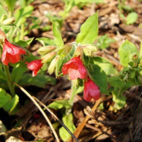 red flowers with pink-lime sepals, lime leaves and beige-green stems