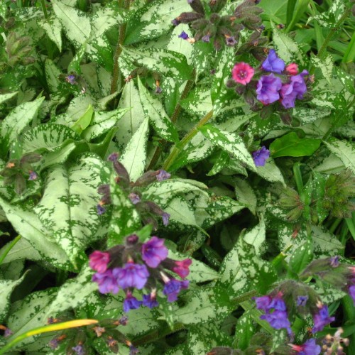 Pink-indigo flowers with burgundy-green buds and sepal, maroon-lime stems and white-green leaves.