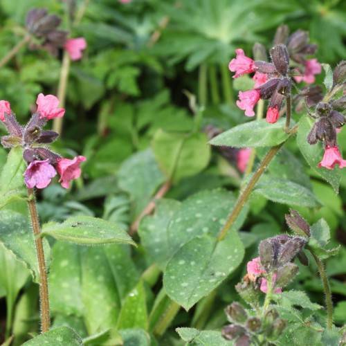 purple-pink flowers with green leaves and brown stems