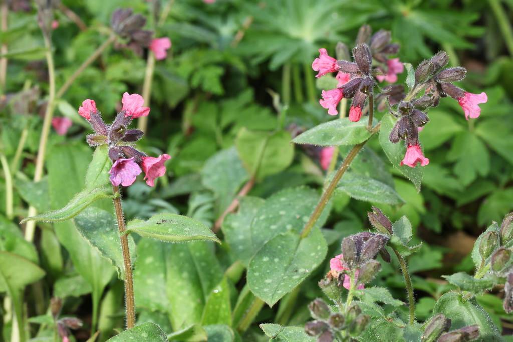 purple-pink flowers with green leaves and brown stems 