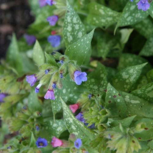 blue-purple flowers and green-white leaves